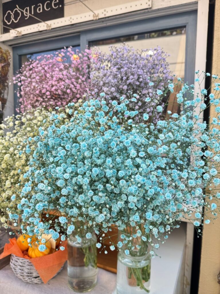 4色のカラフルなかすみ草