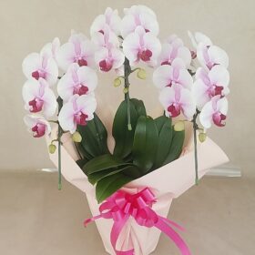華やかなピンクの胡蝶蘭